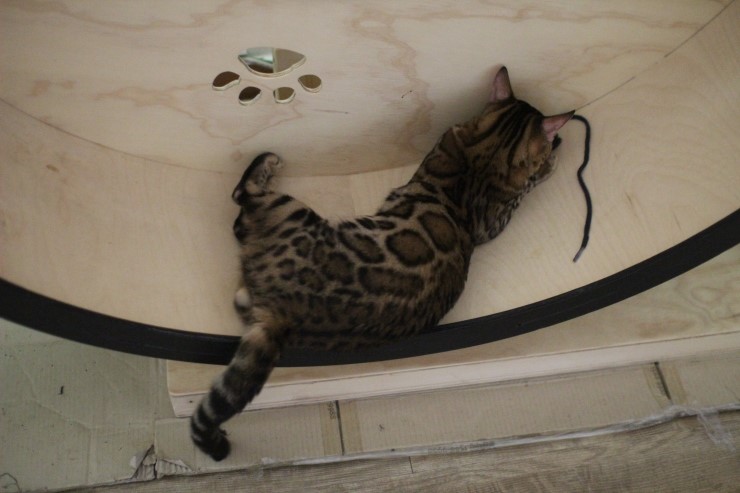 뱅갈고양이,뱅갈고양이 분양,오늘의 주인공은 링컨이 ㅎㅎㅎ.. 관련 이미지 2