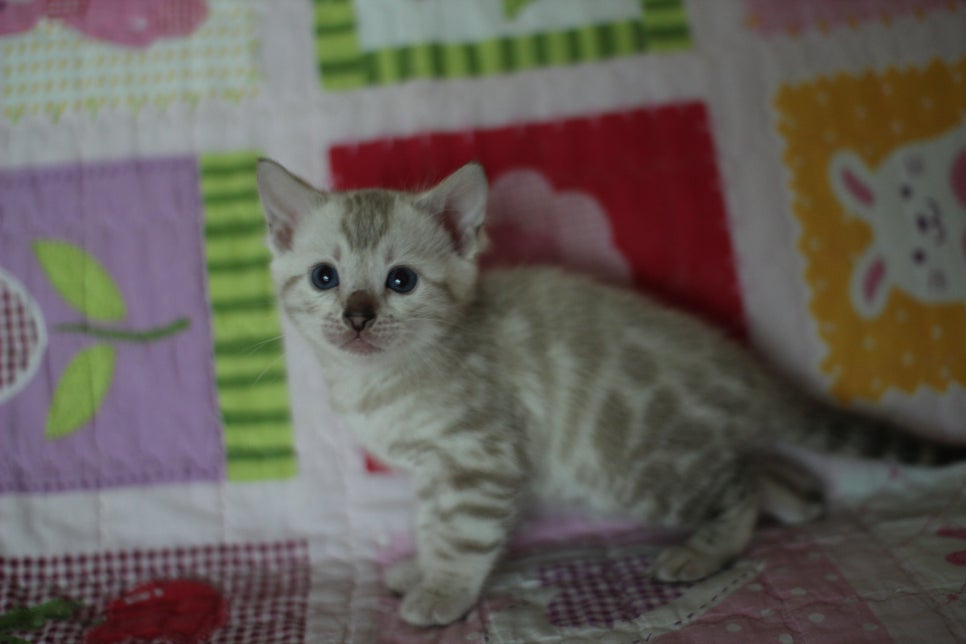 앙증,깜찍 스노우 뱅갈고양이 꼬맹이들~~ 관련 이미지 21