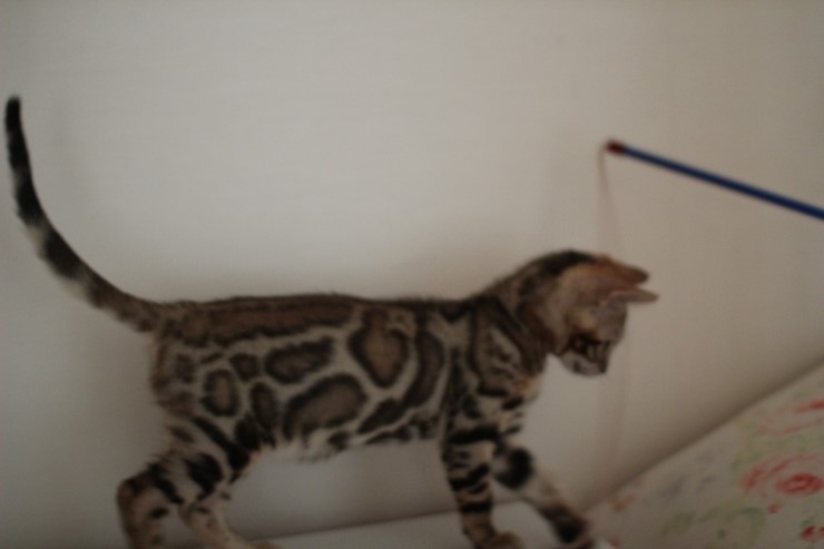 뱅갈고양이 남아 레모나 분양해요 ~ ^^ 관련 이미지 4