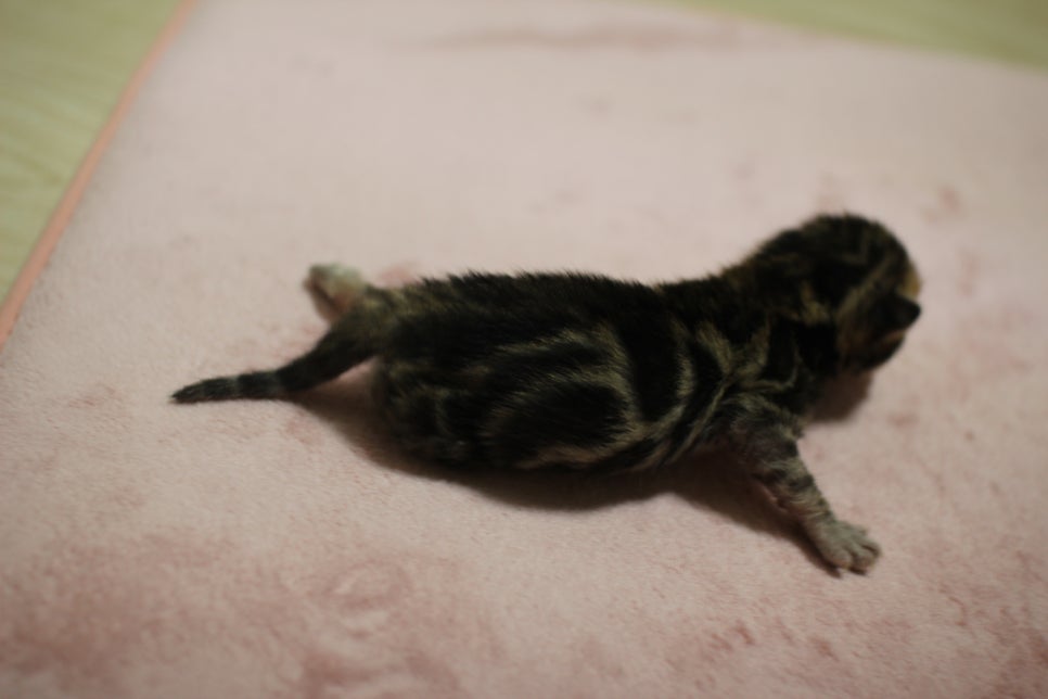 비슷한 패턴에 뱅갈고양이 꼬물이들~ 관련 이미지 1