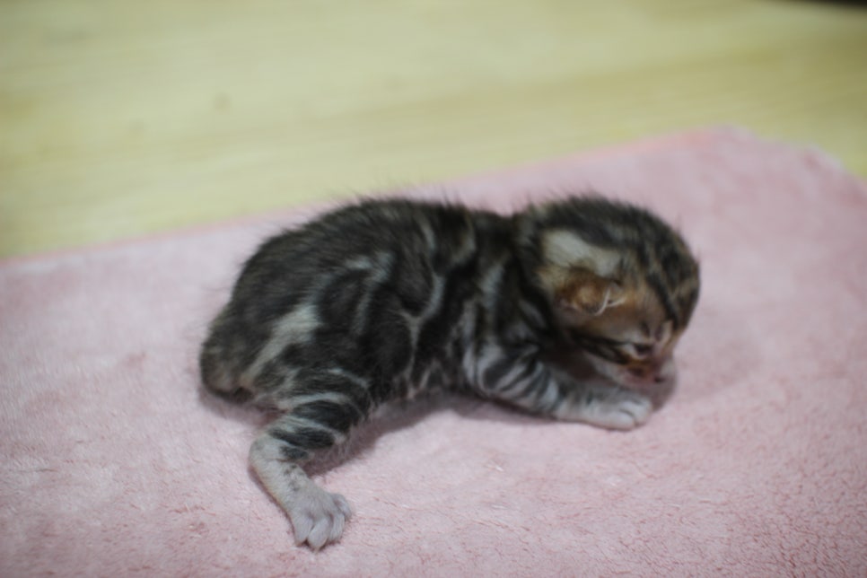 브라운 뱅갈고양이 꼬물이 남아 눈도 뜨고 하루가 다르게 더 이뻐지고 있습니다~ 관련 이미지 7