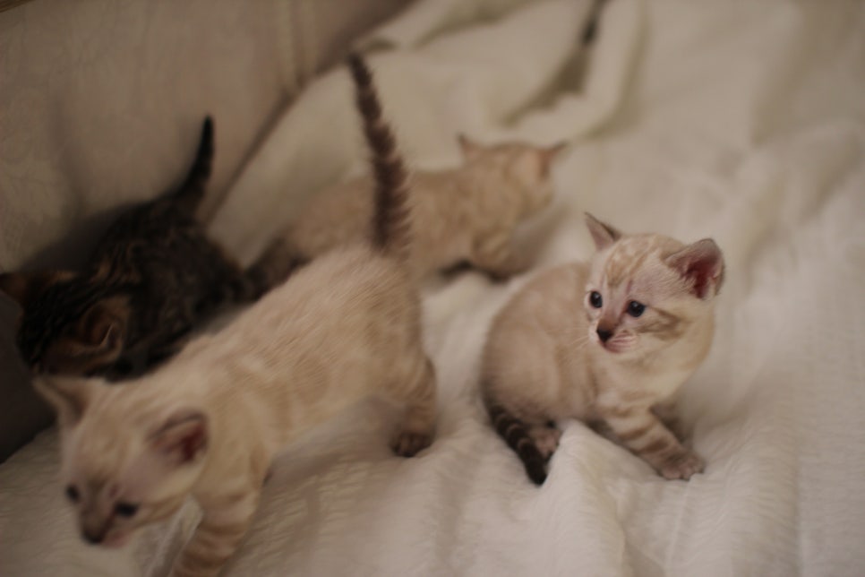 스노우뱅갈고양이 꼬맹이들 분양해요~ 관련 이미지 12