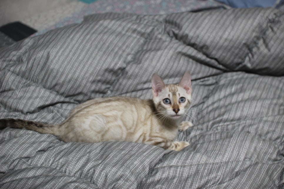 스노우뱅갈고양이 오팔에센스 관련 이미지 1