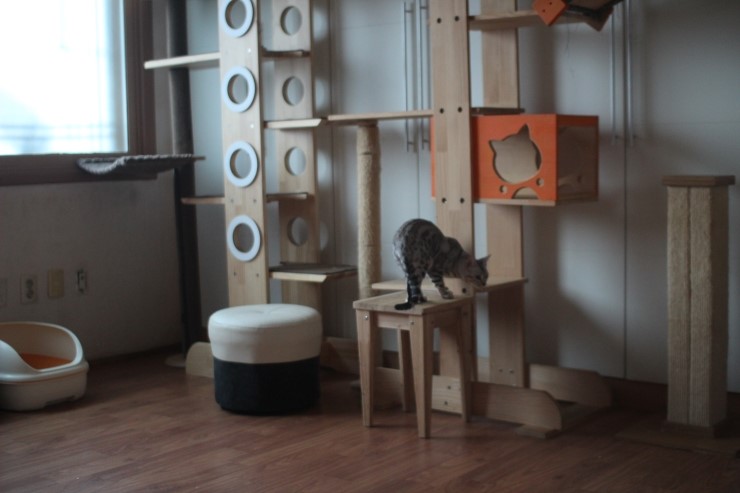 뱅갈고양이 여아들 방이예요~ 관련 이미지 7