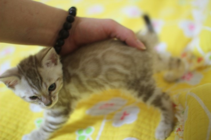 실밍크 뱅갈고양이 형과 아우에요~ 관련 이미지 6