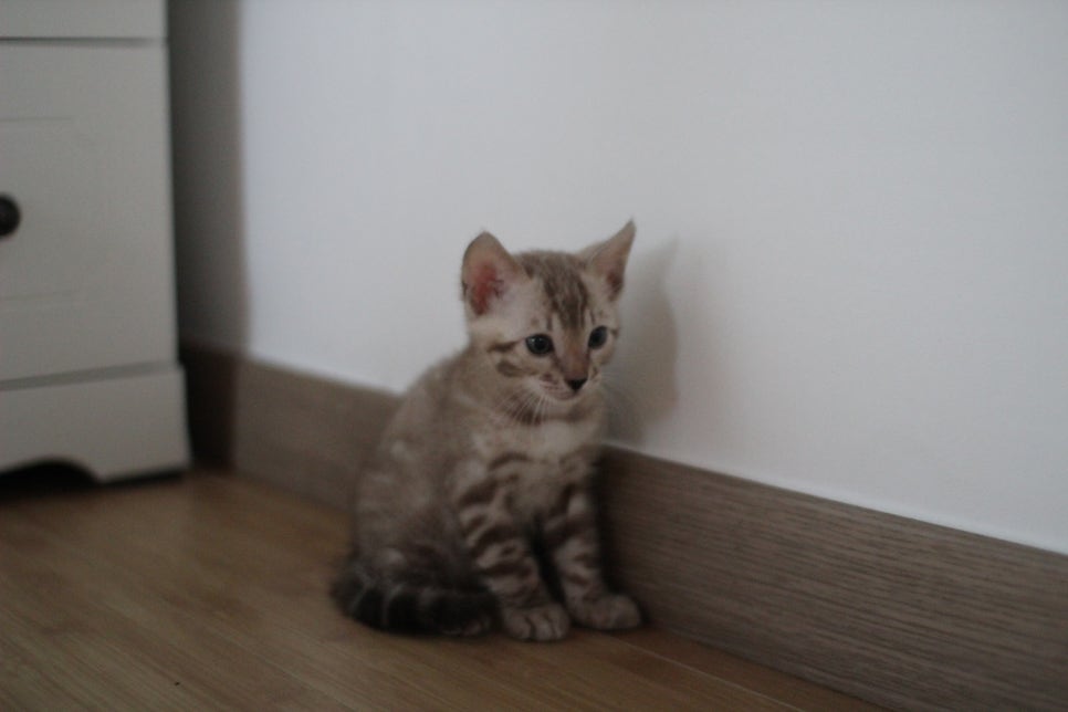 뱅갈고양이 삼형제 오늘 모습~ 관련 이미지 9