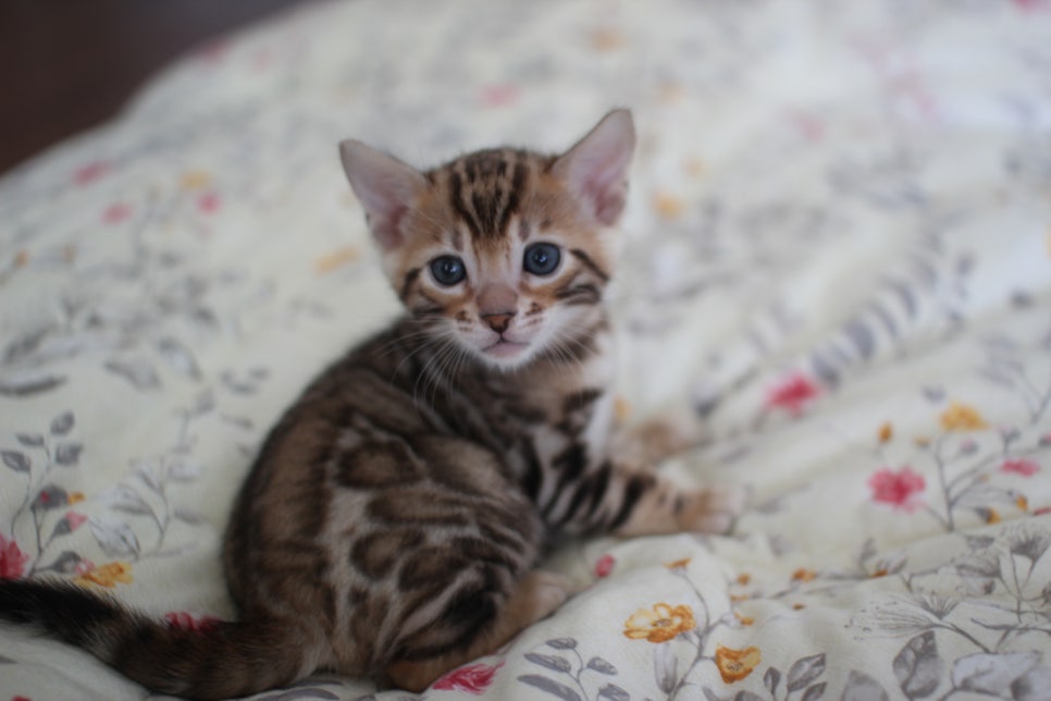 빅로젯이 이쁜 브라운 뱅갈고양이 남아 분양해요~ 관련 이미지 5