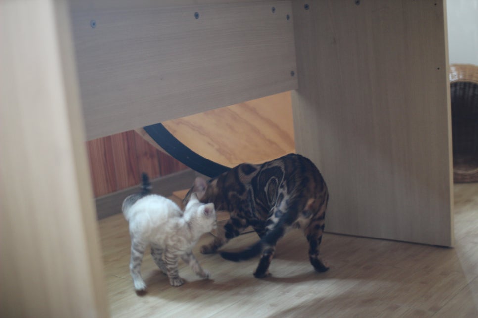 뱅갈고양이 블랙홀과 킹군 관련 이미지 28