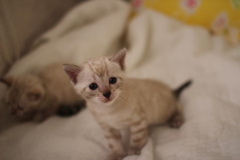 스노우뱅갈고양이 꼬맹이들 분양해요~ 관련 이미지 15