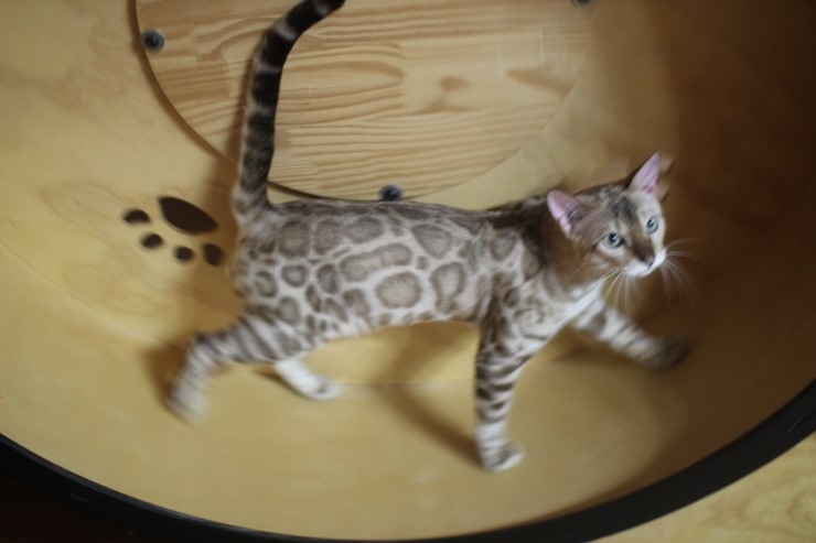 캣휠 타는 실밍크 뱅갈고양이 영웅이예요~ 관련 이미지 11