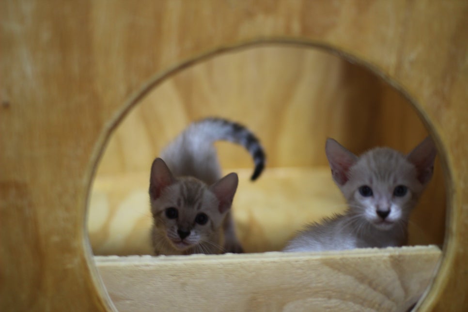 스노우뱅갈고양이 꼬맹이들~ 관련 이미지 15