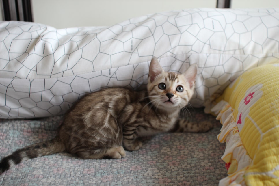 실밍크뱅갈고양이 개냥이 여아 분양해요~ 관련 이미지 2