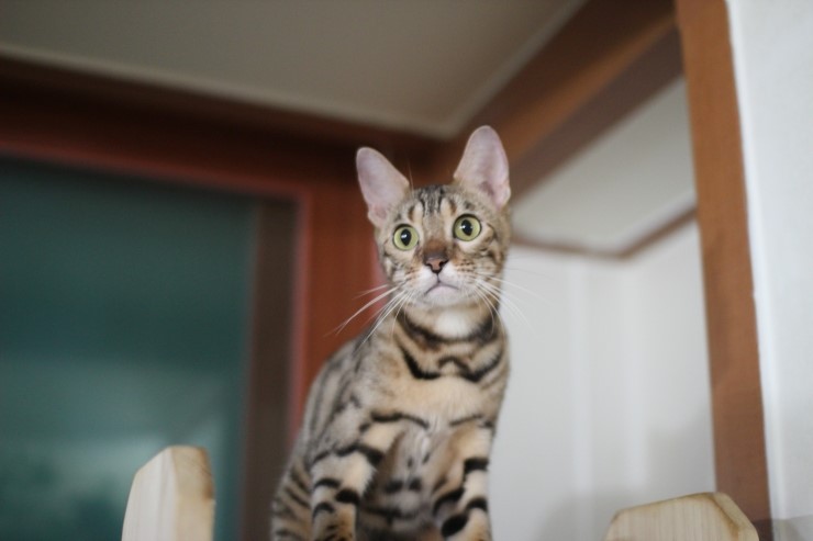 뱅갈고양이,뱅갈고양이 분양,아이들에 평화로운 일상~~~ 관련 이미지 6