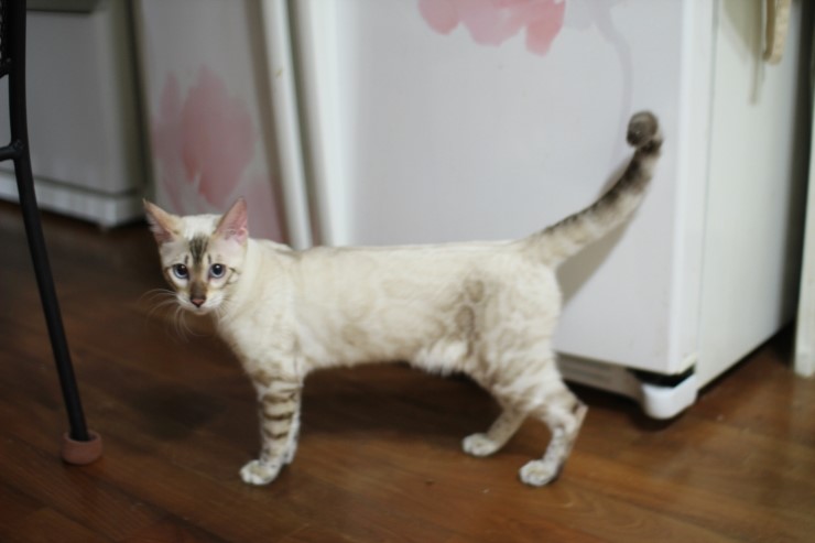 실링스 스노우뱅갈고양이 꼴통들 입니다 ㅎㅎ 관련 이미지 1