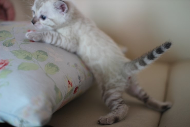 스노우 뱅갈고양이 흰둥이 예약 분양 합니다~ 관련 이미지 2
