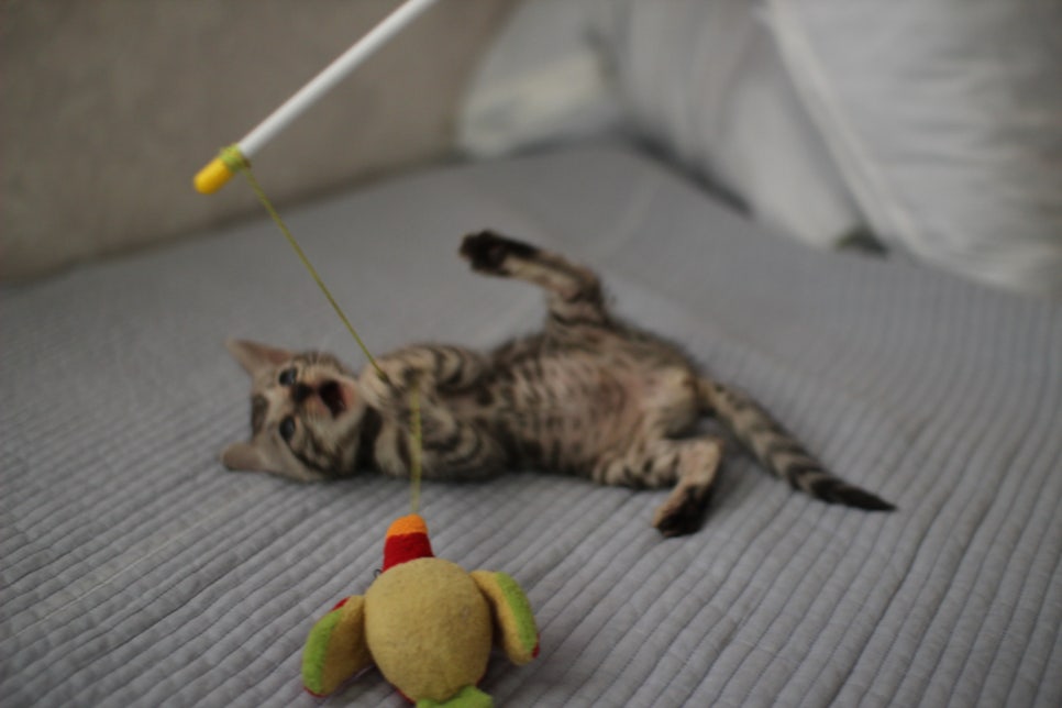 실버뱅갈고양이 여아 완전 깜찍,이쁜이로 크고 있어요~ 관련 이미지 5