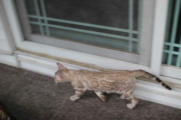 실밍크 뱅갈고양이 남아 킹 입니다~ 관련 이미지 9