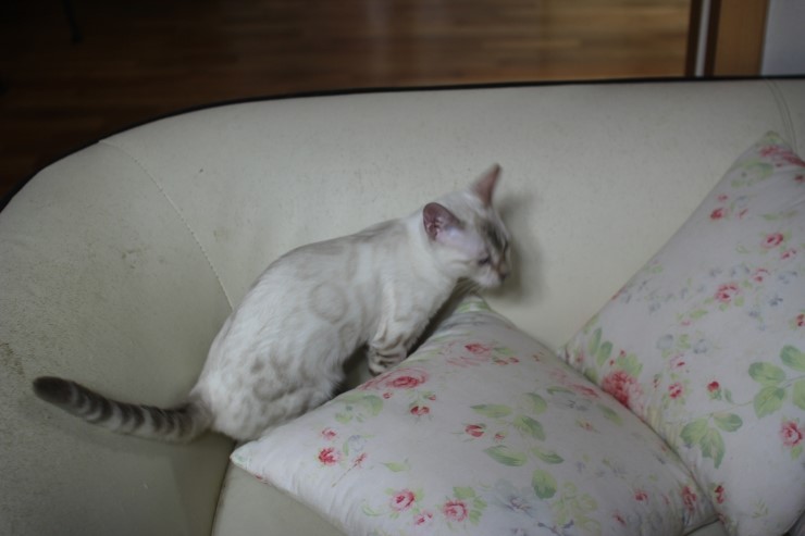 소유캐터리 키퍼 여아들 이쁘게 성장중~ 관련 이미지 4