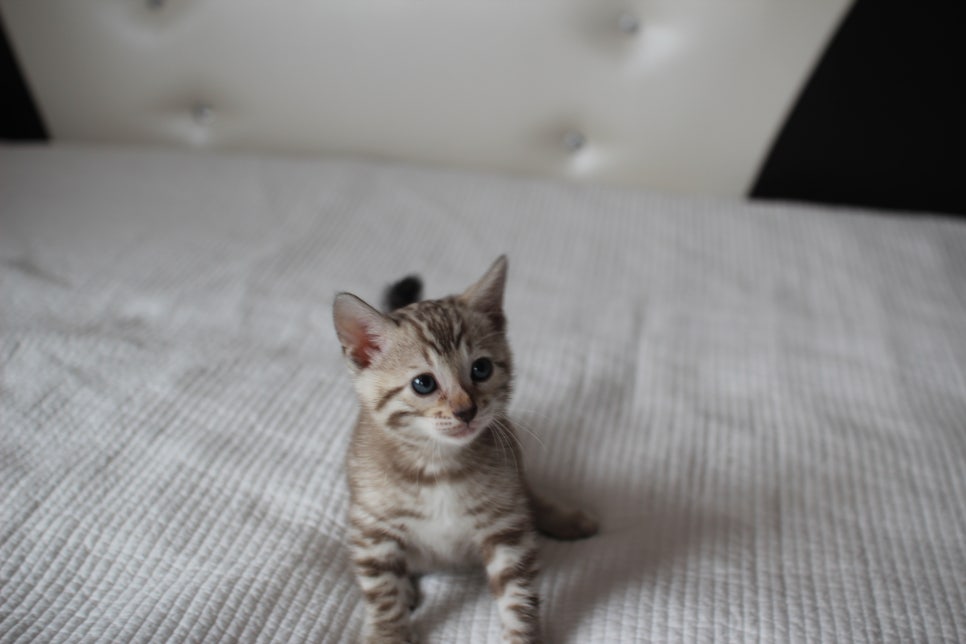 뱅갈고양이분양 고민하지 마세요! 관련 이미지 6