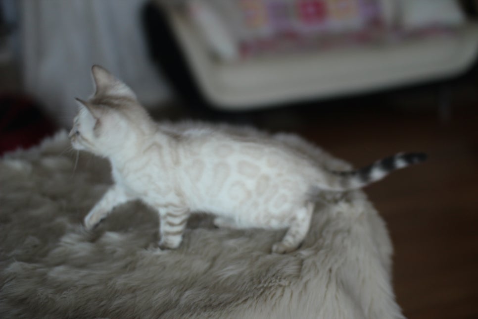 뱅갈고양이분양 멋진 빅로젯 아이들~ 관련 이미지 25