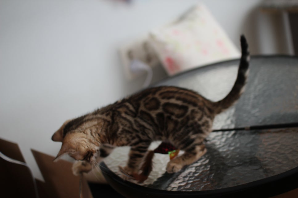 브라운뱅갈고양이 여아 분양합니다(그냥 강아지 같아요)~ 관련 이미지 3
