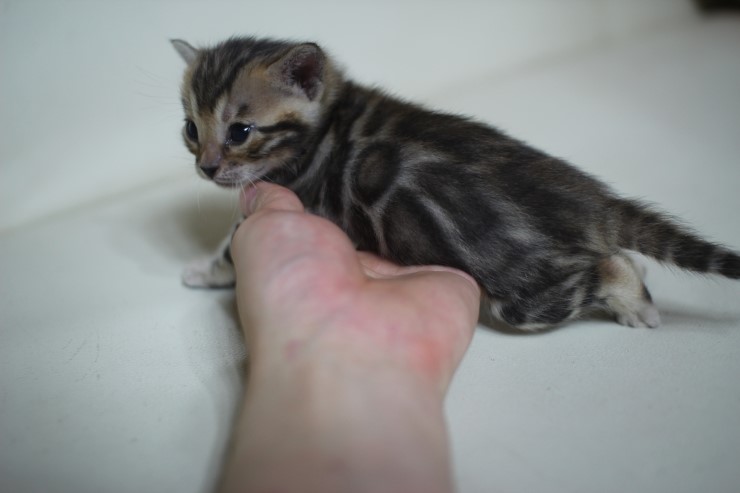 뱅갈고양이 boy and girl ^^ 관련 이미지 1