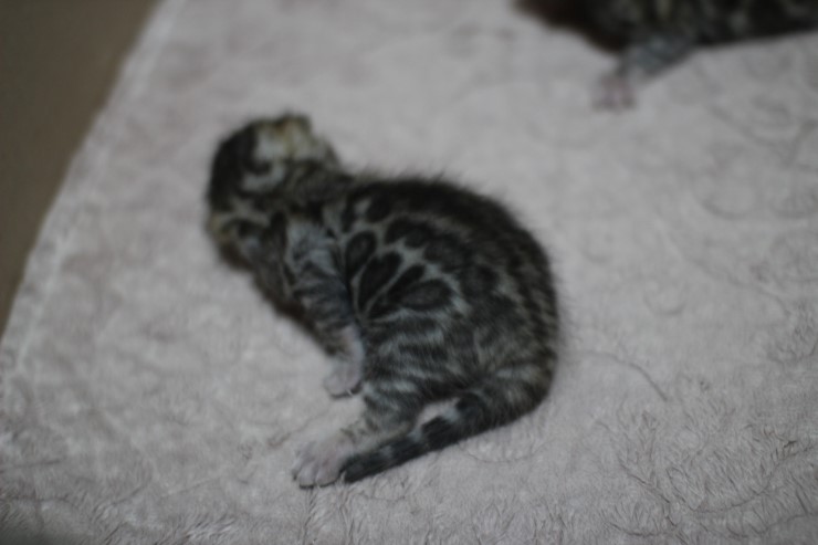 뱅갈고양이 자매 오늘 모습 입니다~ 관련 이미지 5