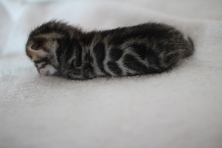 소유뱅갈고양이 캐터리 키튼들 입니다~ 관련 이미지 18