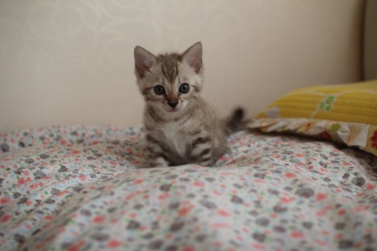 실밍크 뱅갈고양이 꼬맹이 남아에요~~ 관련 이미지 6