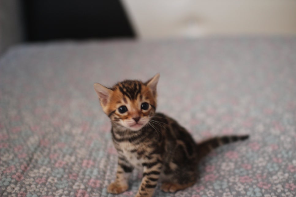 뱅갈고양이분양 동화속에 나오는 아이들! 관련 이미지 5