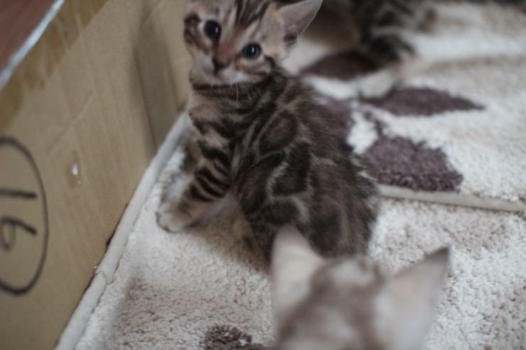 뱅갈고양이 6남매 꼬맹이들~ 관련 이미지 5