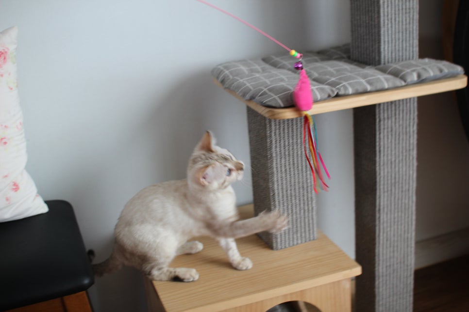 골골송 대마왕 스노우뱅갈고양이 여아 분양해요~ 관련 이미지 5