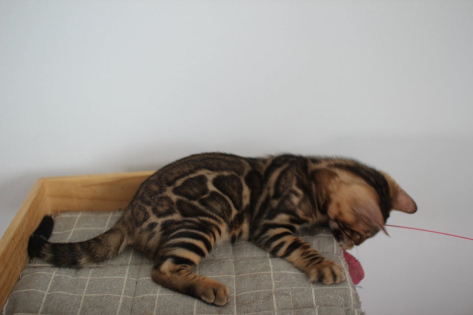 개냥이 중에 개냥이 뱅갈고양이 남아1 분양해요~ 관련 이미지 6