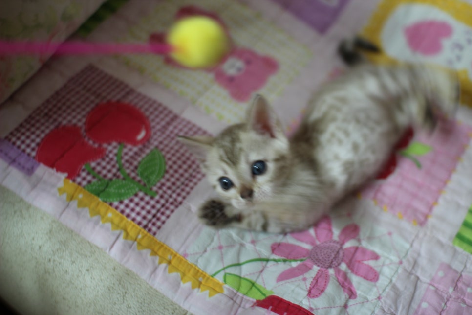 실밍크 뱅갈고양이 키퍼여아 입니다... 관련 이미지 5