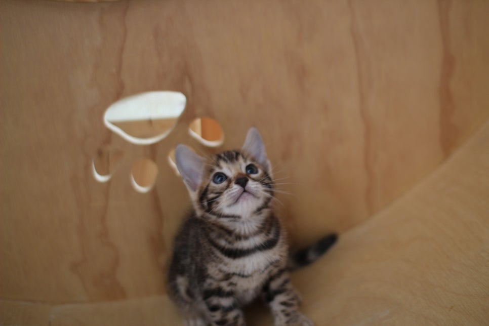 뱅갈고양이 여아들 캣휠 연습중~ 관련 이미지 5
