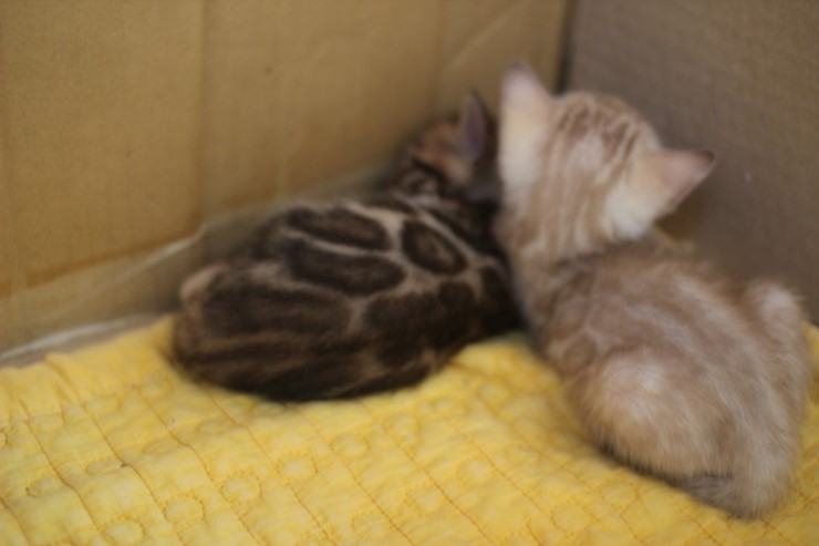 낮잠에 취해 있는 꼬맹이들~ 관련 이미지 3