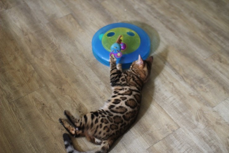 뱅갈고양이,뱅갈고양이 분양,오늘의 주인공은 링컨이 ㅎㅎㅎ.. 관련 이미지 3