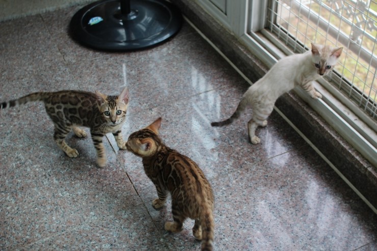 뱅갈고양이 꼬맹이들~~ 관련 이미지 5