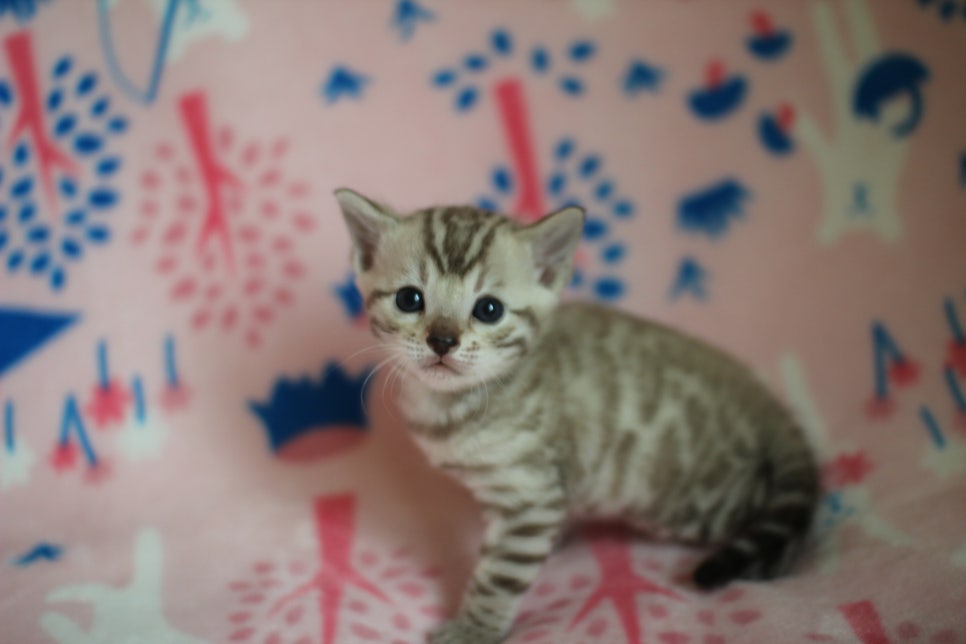 스노우뱅갈고양이 분양은 소유가 최고지! 관련 이미지 1