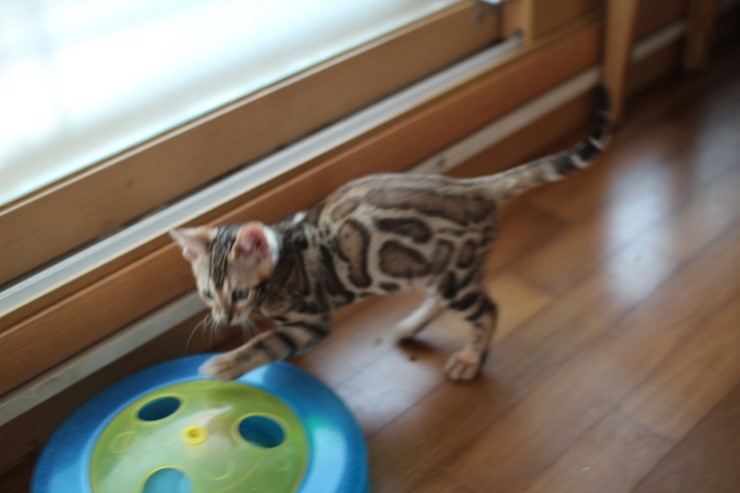 뱅갈고양이 남아 레모나 분양해요 ~ ^^ 관련 이미지 10