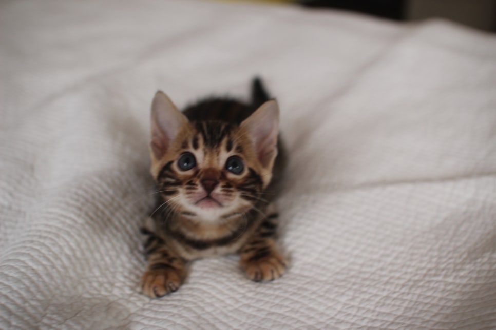 어메이징 뱅갈고양이 개냥이 남아예요~ 관련 이미지 5