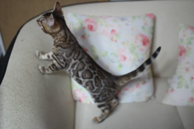 뱅갈고양이 키퍼 여아 리엔이예요^^ 관련 이미지 1
