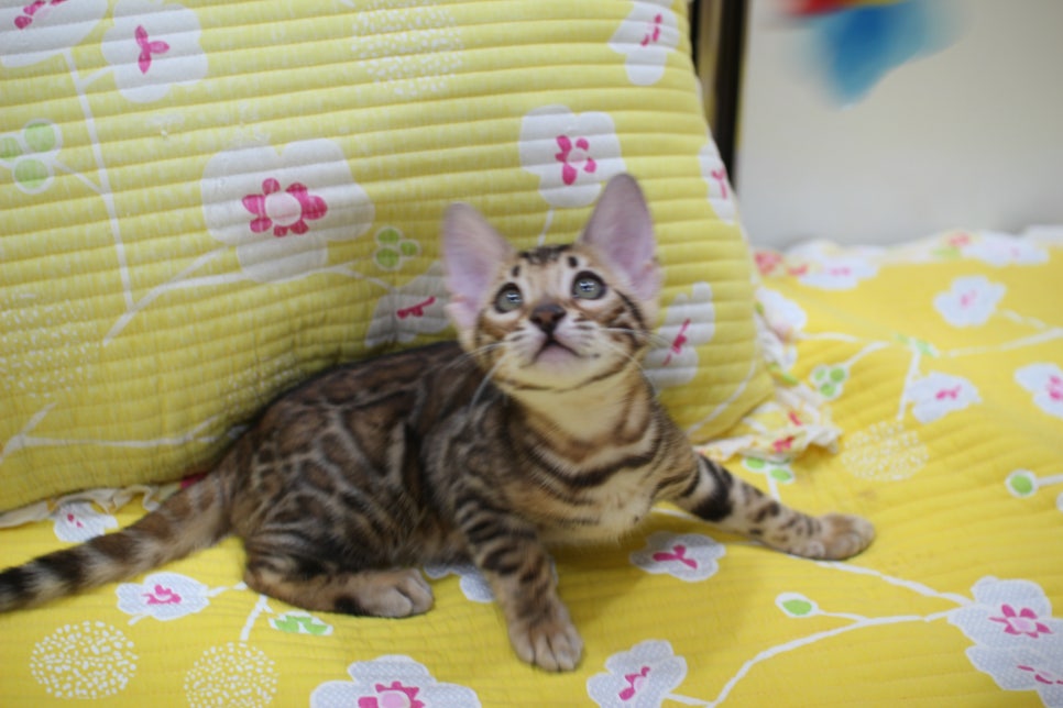 우량아 개냥이 브라운 뱅갈고양이 여아 분양해요~ 관련 이미지 2