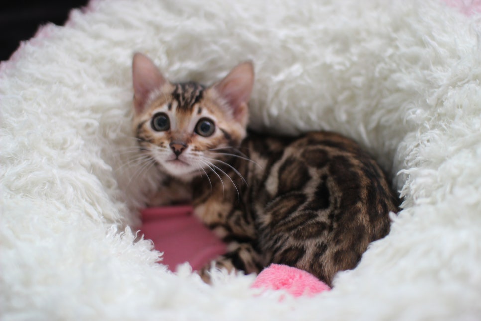 왕눈이 개냥이 브라운 뱅갈고양이 여아 분양해요~ 관련 이미지 3