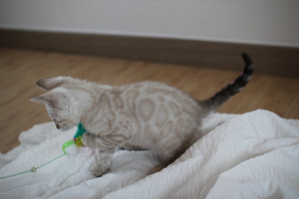 빅로젯 실밍크 뱅갈고양이 남아예요 관련 이미지 15