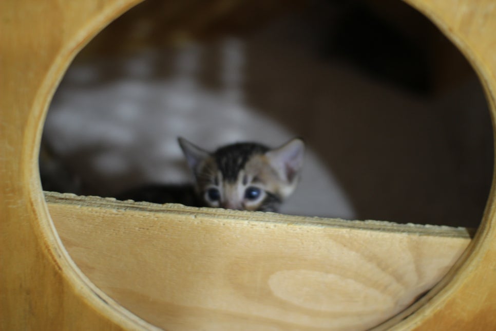 성격이 엄~~~청 나게 좋은 브라운 뱅갈고양이 남아예요~ 관련 이미지 5