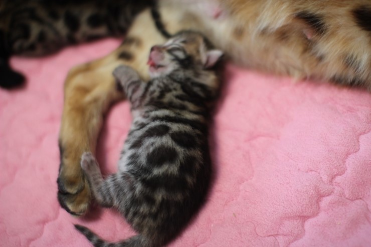 뱅갈고양이 분양가에 대해서~ 관련 이미지 3