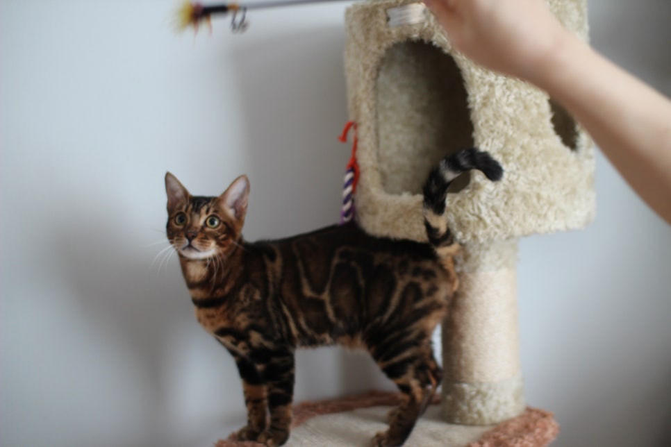 얌전 순둥 개냥이 뱅갈고양이 모카 분양해요~ 관련 이미지 4