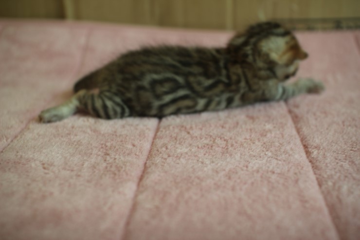 뱅갈고양이 크라우드 로젯 형제~~ 관련 이미지 6