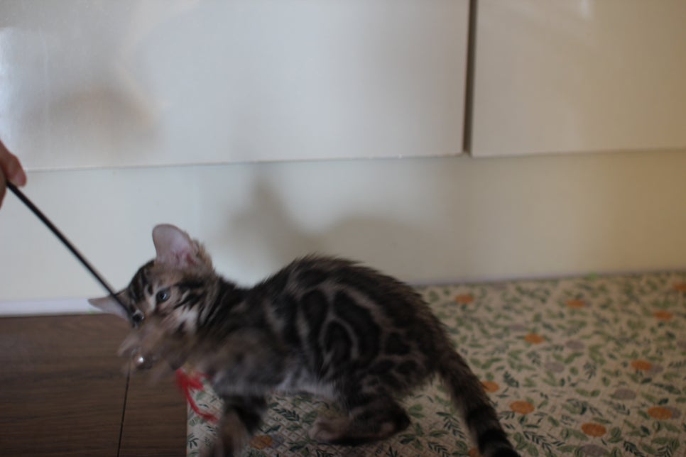 뱅갈고양이분양 행복 가득한 아이들 관련 이미지 15